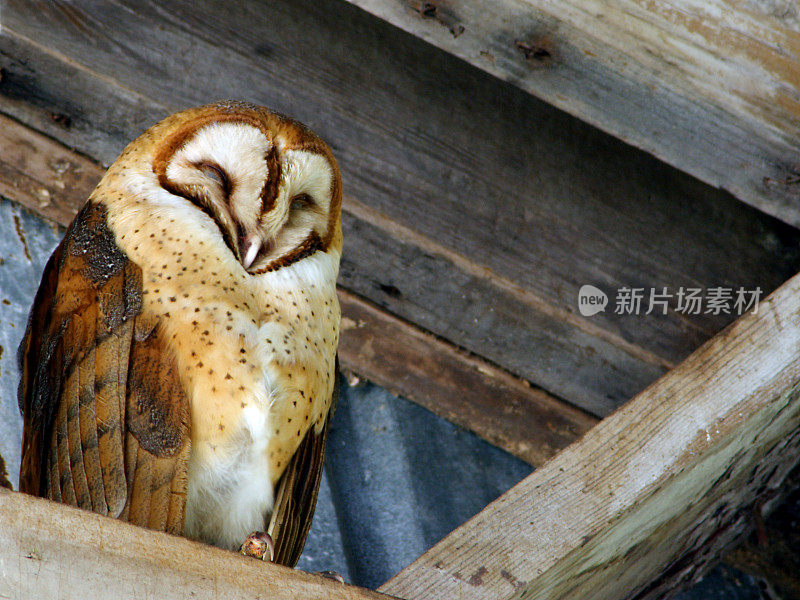 谷仓猫头鹰睡在椽子上