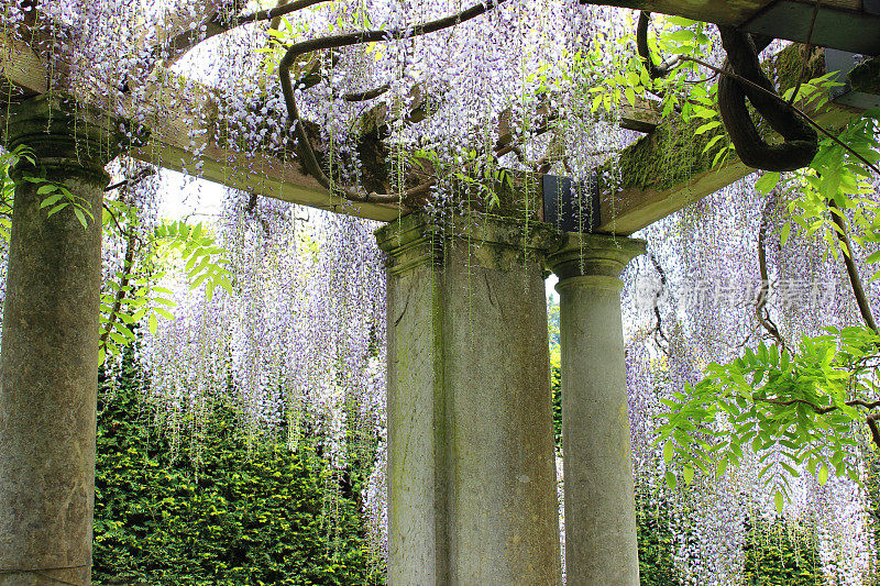 紫藤花(品种:花紫藤)生长在花园藤架上