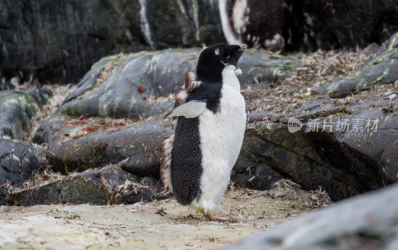 南极洲:Adélie彼得曼岛的企鹅