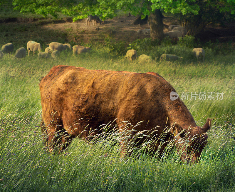 近距离吃草的棕色奶牛