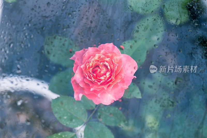 雨后的日本红玫瑰