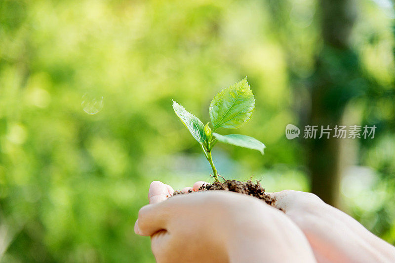 女人手里拿着一株小植物