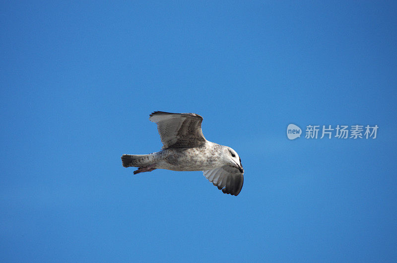 海鸥迎蓝天飞翔