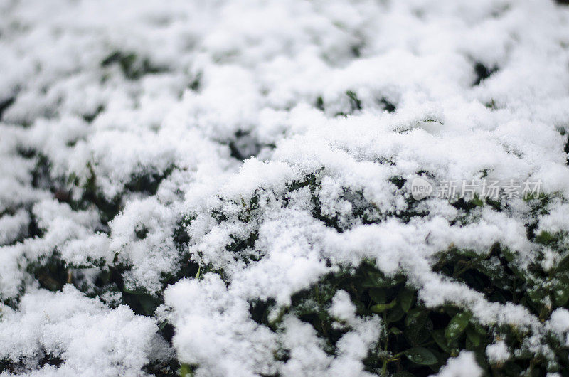 覆盖着雪的灌木