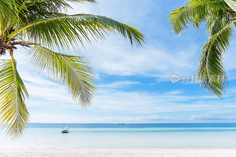 棕榈叶和热带海洋背景