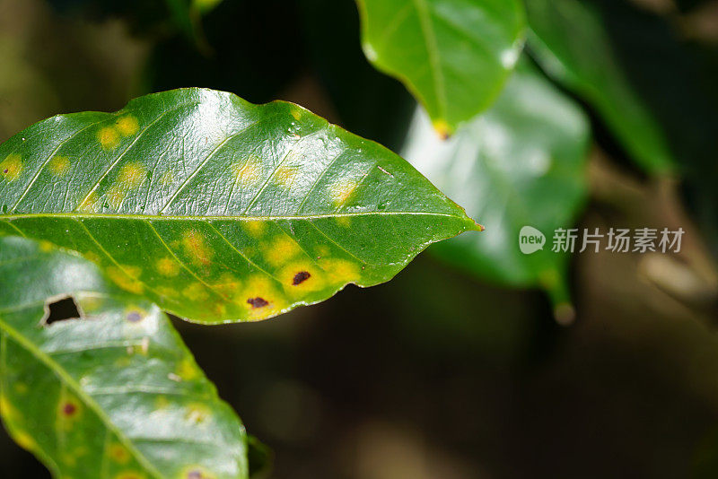 咖啡锈病:一种咖啡植物的叶病