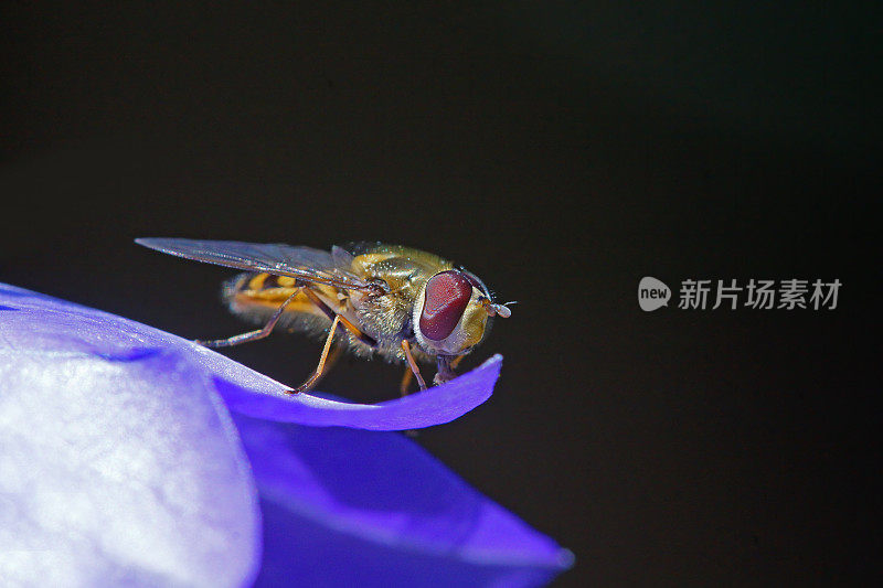 食蚜蝇在风铃草