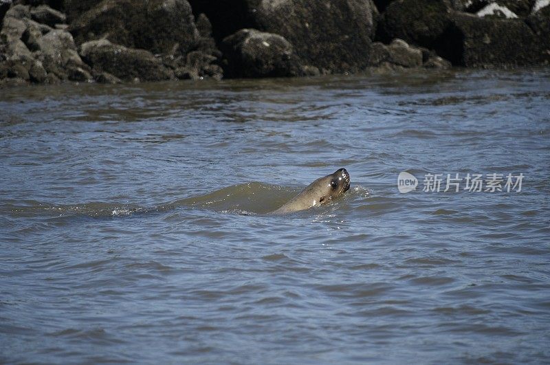 沿着海滩游泳的加利福尼亚海狮