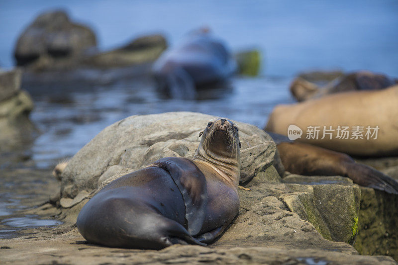 拉霍亚湾海豹和海狮