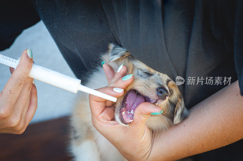 给一只设得兰牧羊犬小狗涂驱虫膏