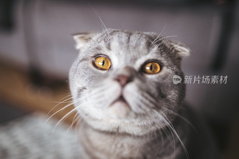 苏格兰折耳猫的猫