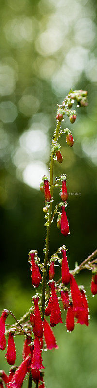 美丽的花朵