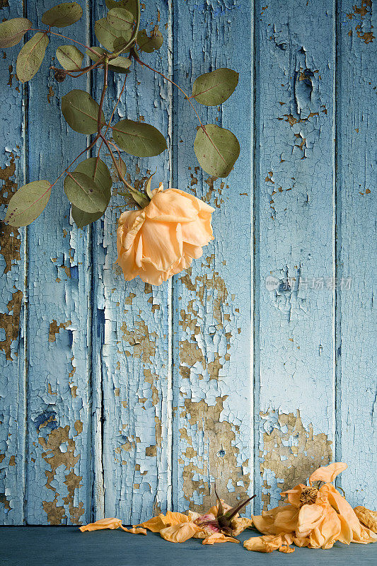 枯萎的玫瑰在剥落的墙壁上脱落花瓣