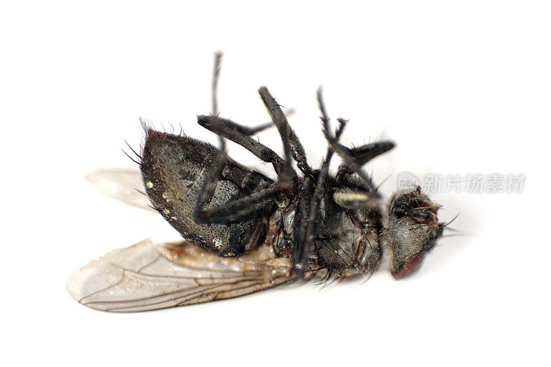 躺在地上的死苍蝇的特写镜头。昆虫破坏的概念。