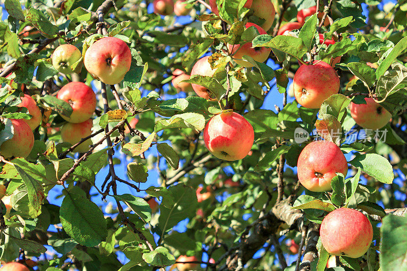 在花园里的一棵苹果树上收获了成熟的红苹果