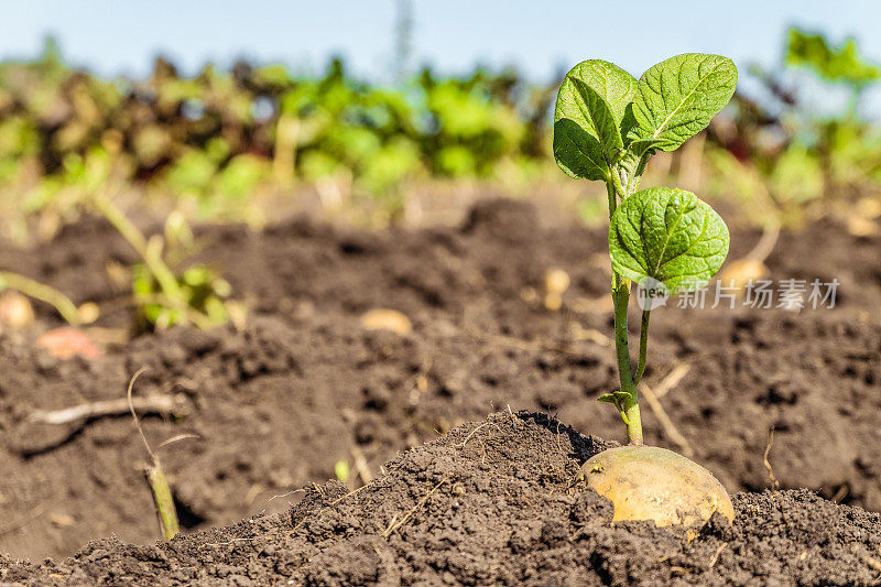 发芽马铃薯块茎。种植园背景上的土豆种子的绿色嫩芽。农业背景与有限的景深。