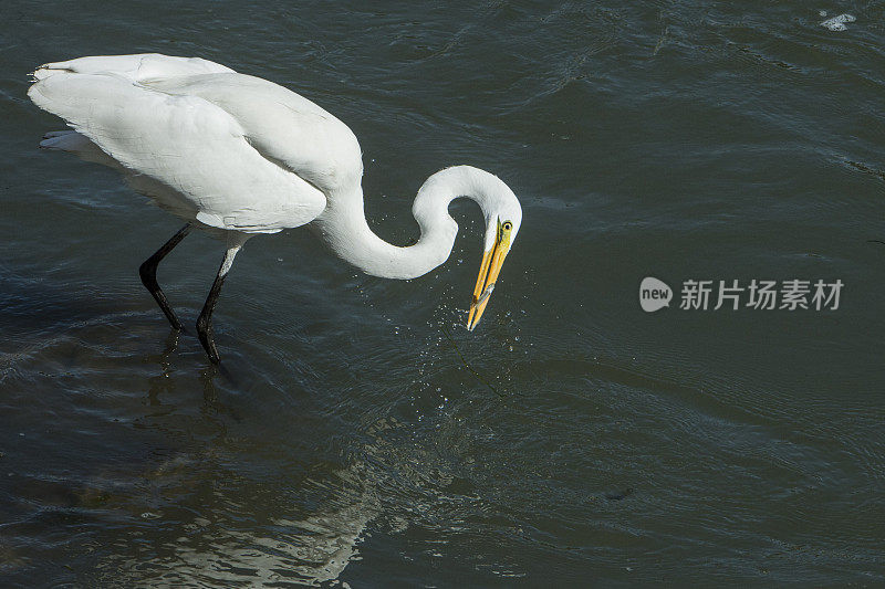 大白鹭在港口水域捕捉小鱼