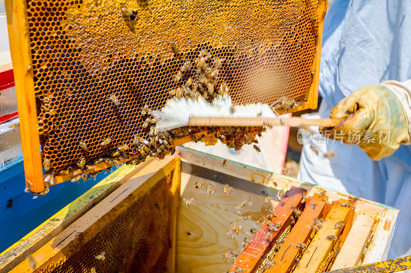 养蜂人正在用猪鬃驱赶蜜蜂