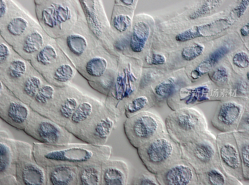 植物细胞细胞核染色的显微镜图像