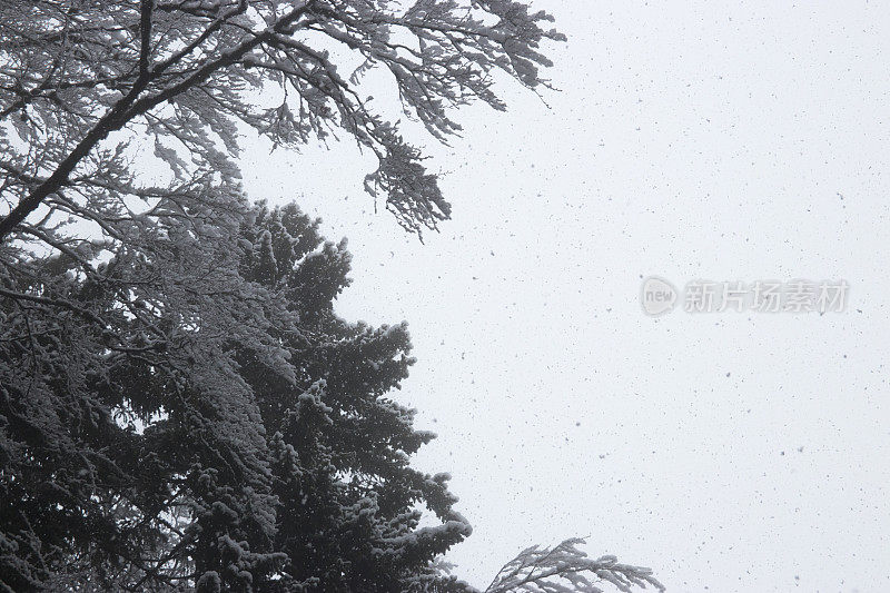 雪花从多云的天空飘落