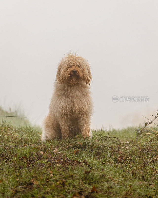 雾中的拉布拉多犬