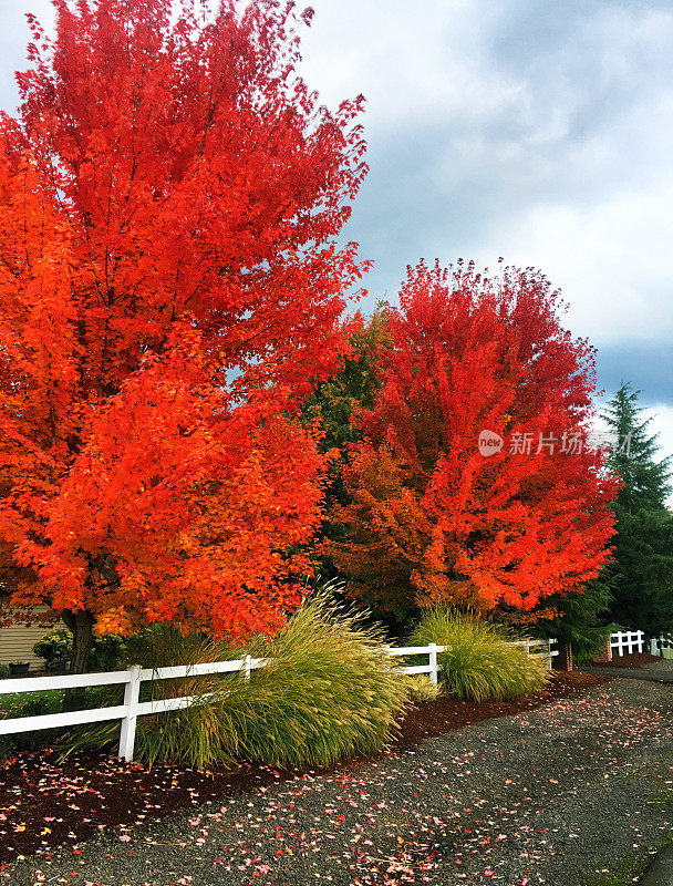 充满活力的秋天颜色与白色的农场围栏