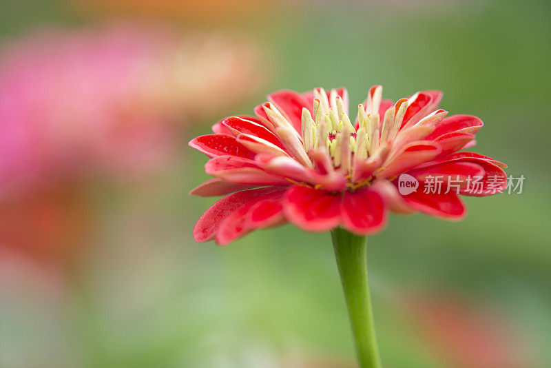 精致zinnia