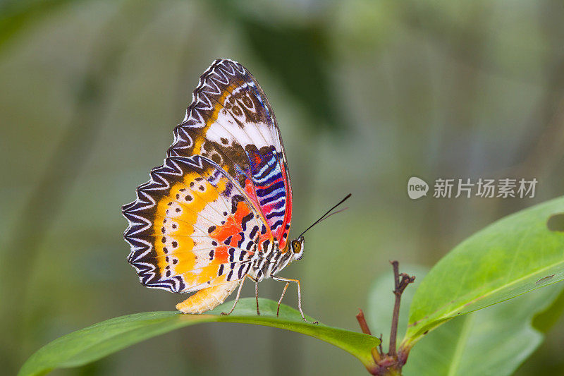 大自然中美丽的蝴蝶。