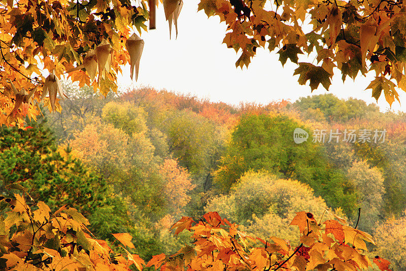 明亮的秋叶在自然环境中。