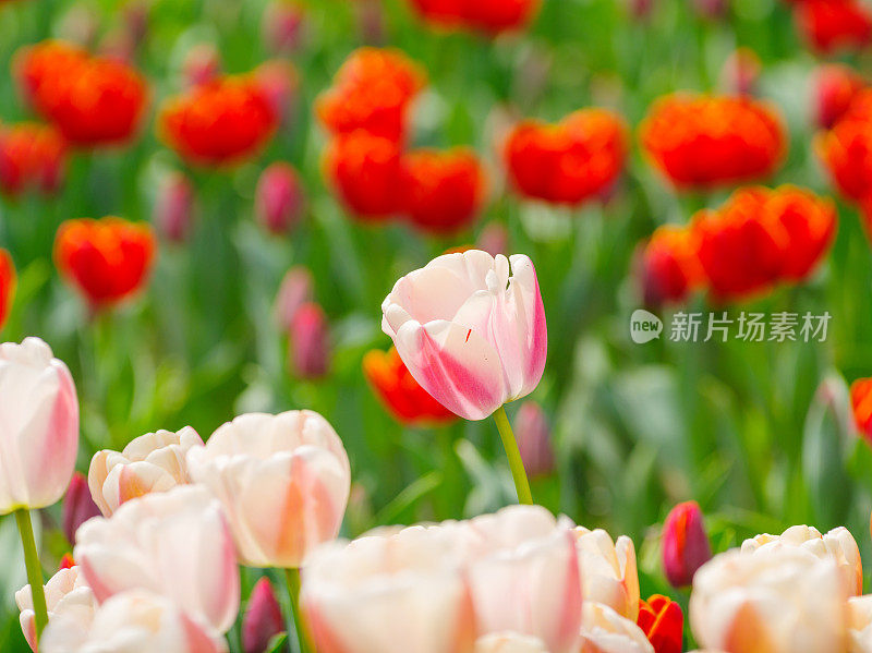 春季花卉系列，美丽的郁金香在郁金香田，模糊的前景和背景。