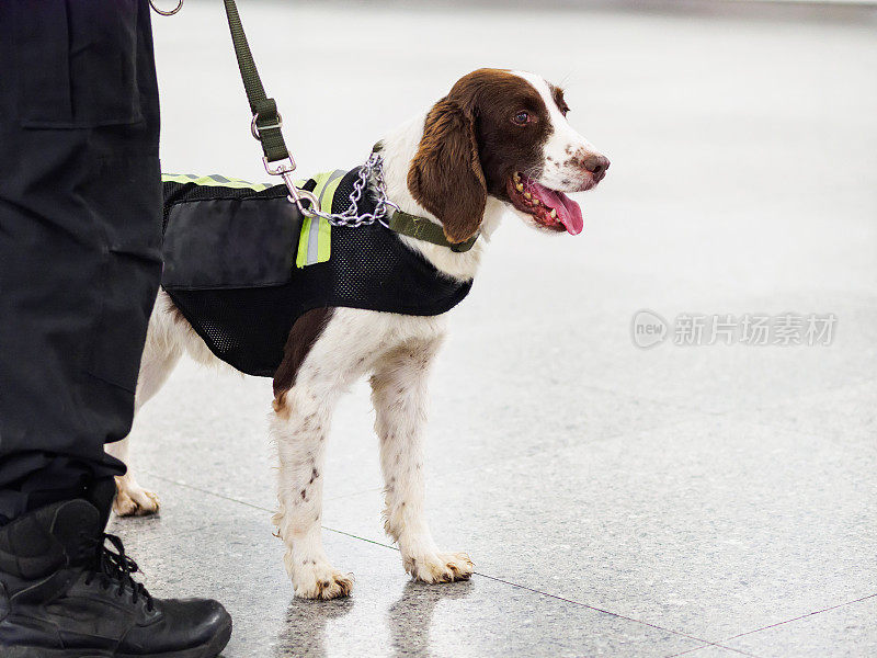 施普林格带链条的地铁爆炸探测犬，工作犬，炸弹嗅探犬。