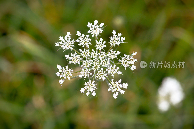 安妮女王的花边