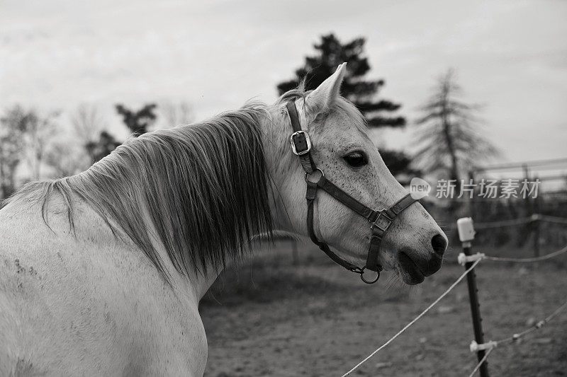 黑白照片，农场上的白马