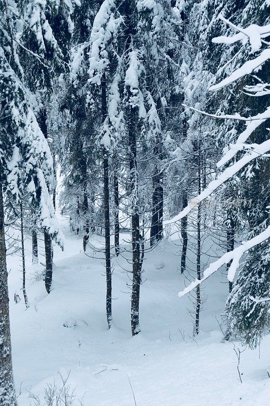 在欧洲阿尔卑斯山脉，冰雪覆盖的冬季景观和森林