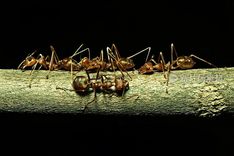 近距离观察一群蚂蚁在棕色树枝上(黑色背景)