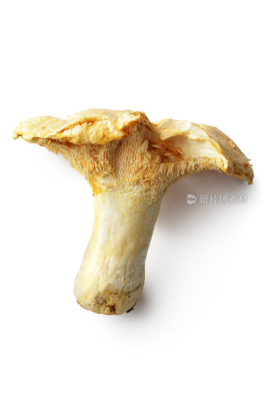 蘑菇:在白色背景上孤立的刺猬蘑菇