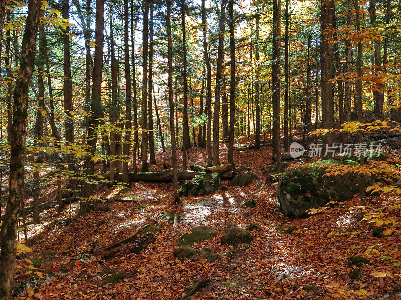 秋天的叶子，阴影，森林地板，阿迪朗达克山步道，纽约