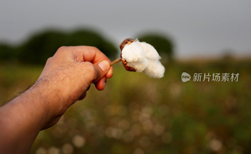 保持新鲜的棉花