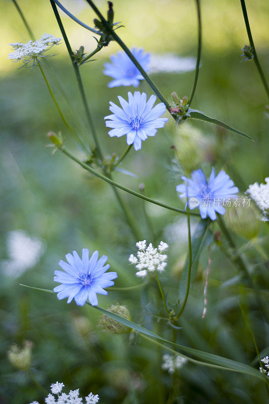 特写蓝菊苣花(菊苣属)