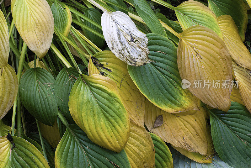 玉簪属草本植物叶子