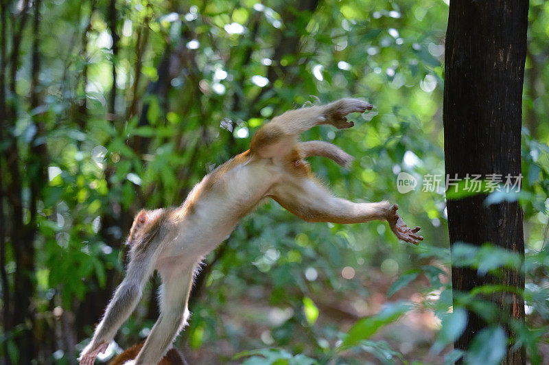 在树林里跳跃的猴子