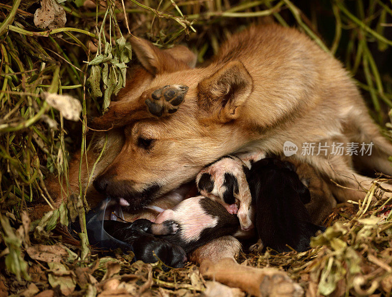 在家里养一只生孩子的狗