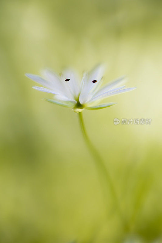 绣草白色夏季花特写-星草