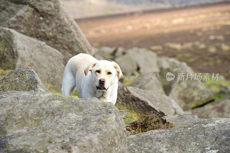 英国的拉布拉多寻回犬