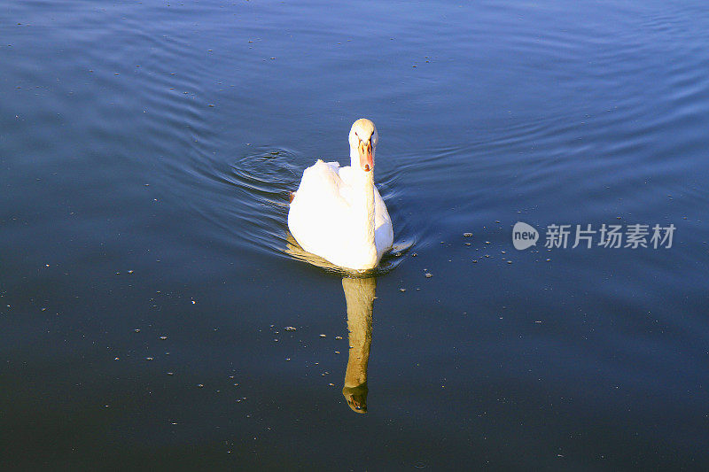 田园诗般的天鹅湖:美丽雄伟的白天鹅湖-法国乡村