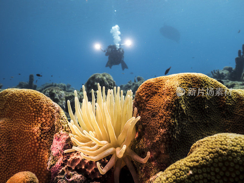 潜水员在加勒比海库拉索岛周围的珊瑚礁与海葵在前景