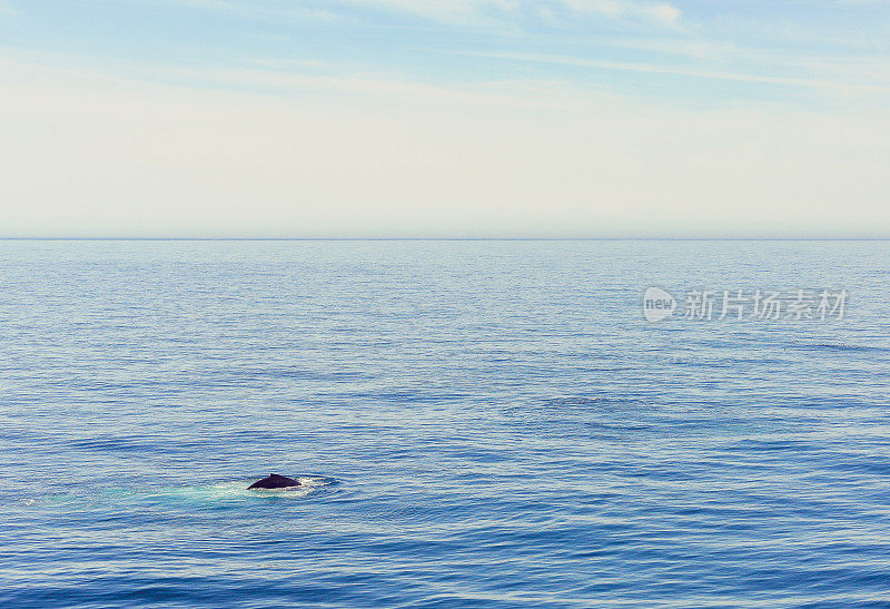 浩瀚的海洋风景，鲸鱼或海豚