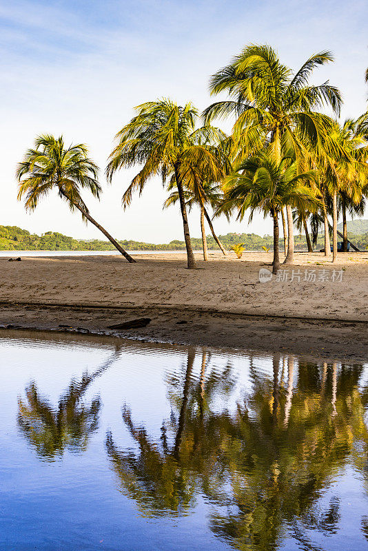 空旷的海滩上有棕榈树