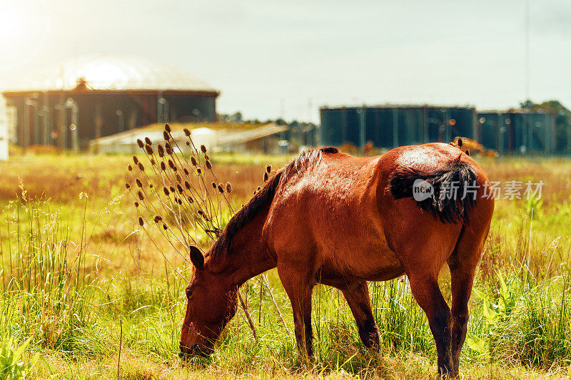 棕色的马在炼油厂的坦克前吃草
