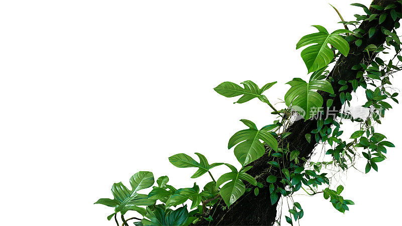 小提琴叶philodendron热带植物和丛林藤本青叶藤本攀爬在热带雨林树干孤立的白色背景，修剪路径包括。